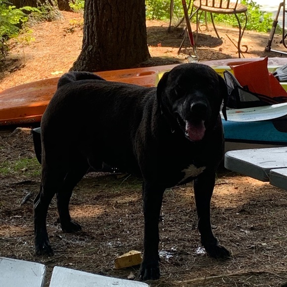 Meet your Posher, Chris - Picture 1 of 1